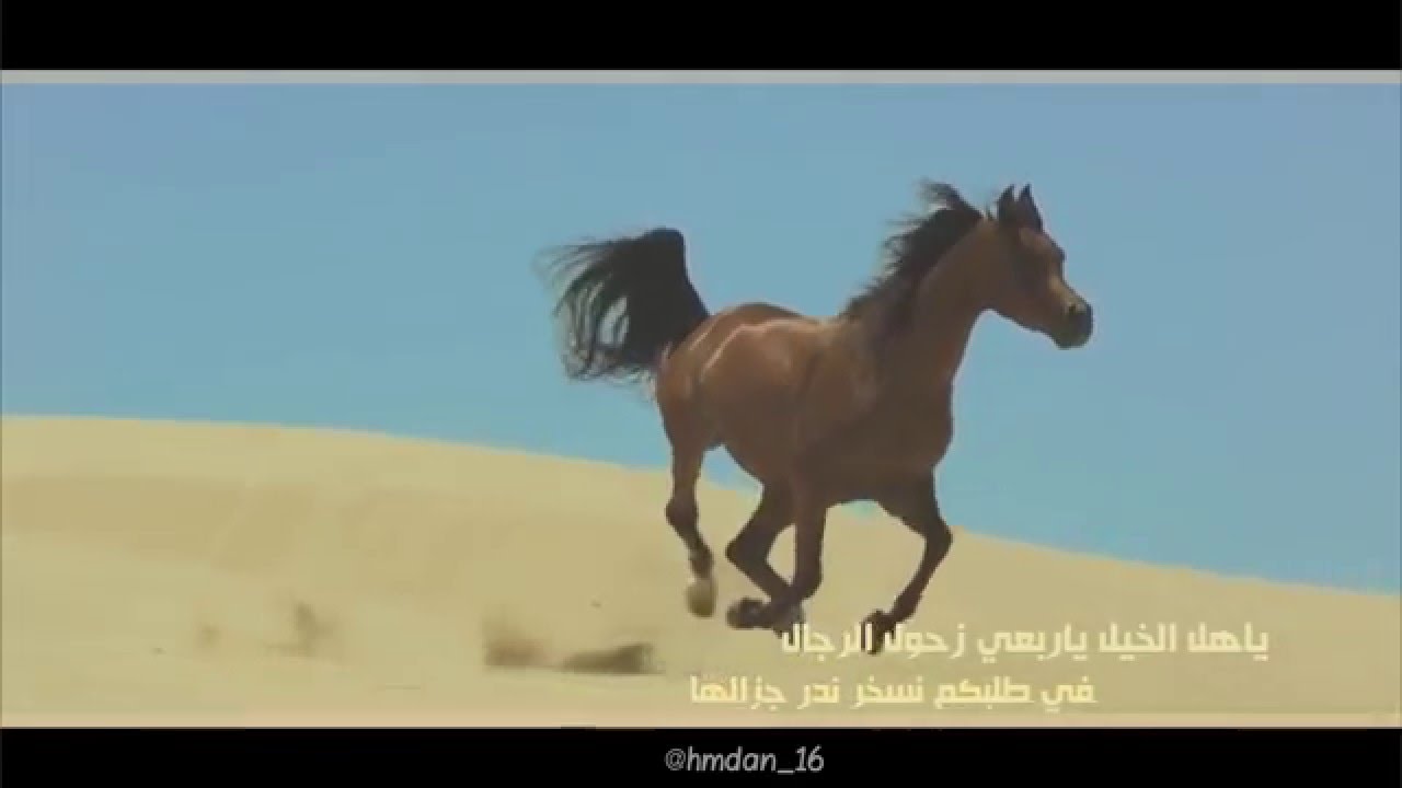 شيلة : أهل الخيل | عمر العيسى