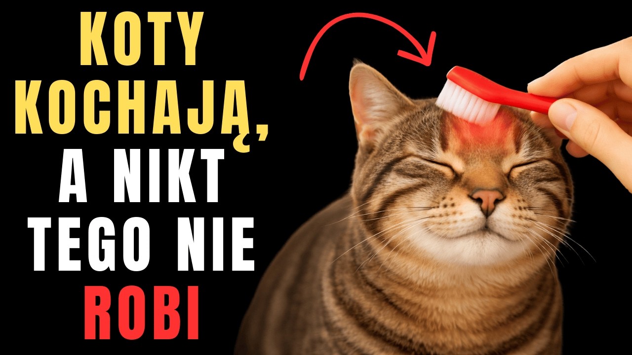 12 sekretów, które Twój kot przed Tobą ukrywa — a o których prawie żaden właściciel nie wie