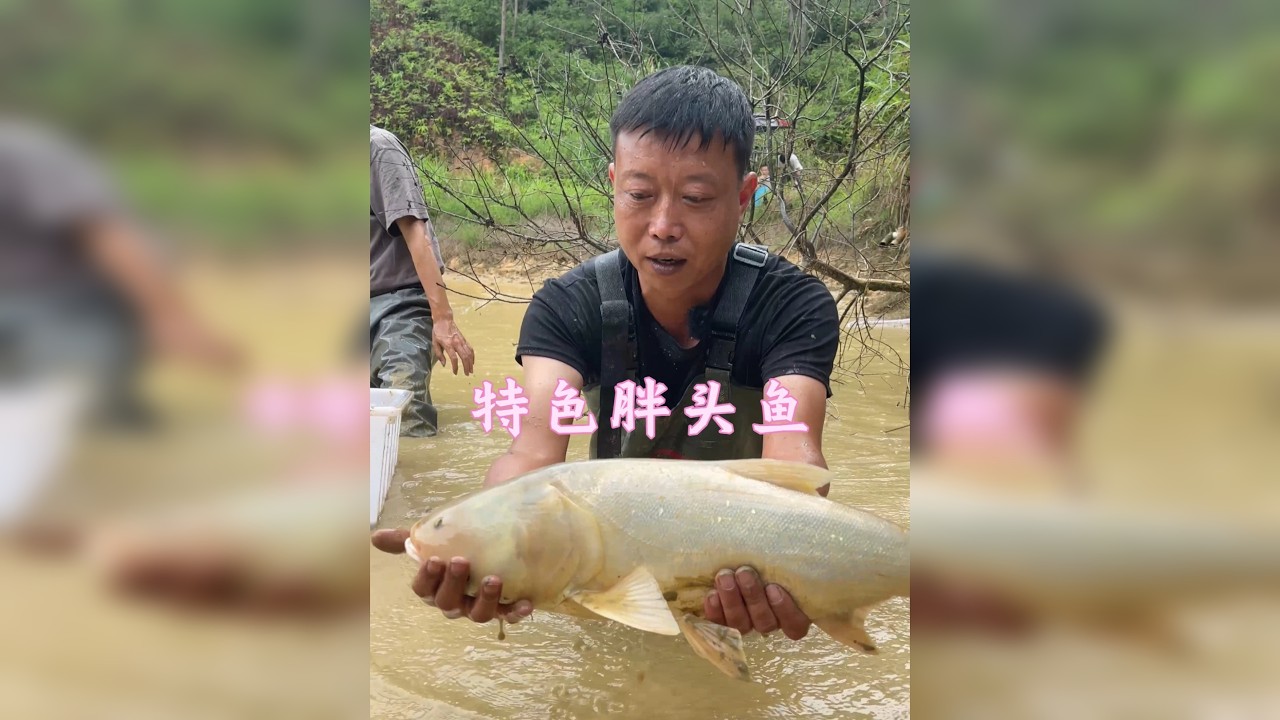 塘主送给华子一口鱼塘，里面的大头鱼很有特色