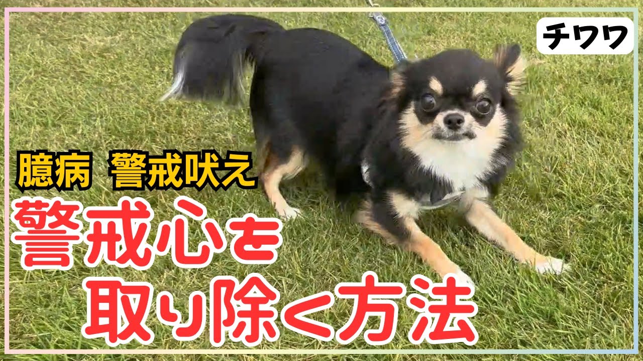 【犬しつけ】怖がりで人や犬に吠えて止まらないチワワちゃんと３０分練習！！【ロングコートチワワ】【警戒吠え】