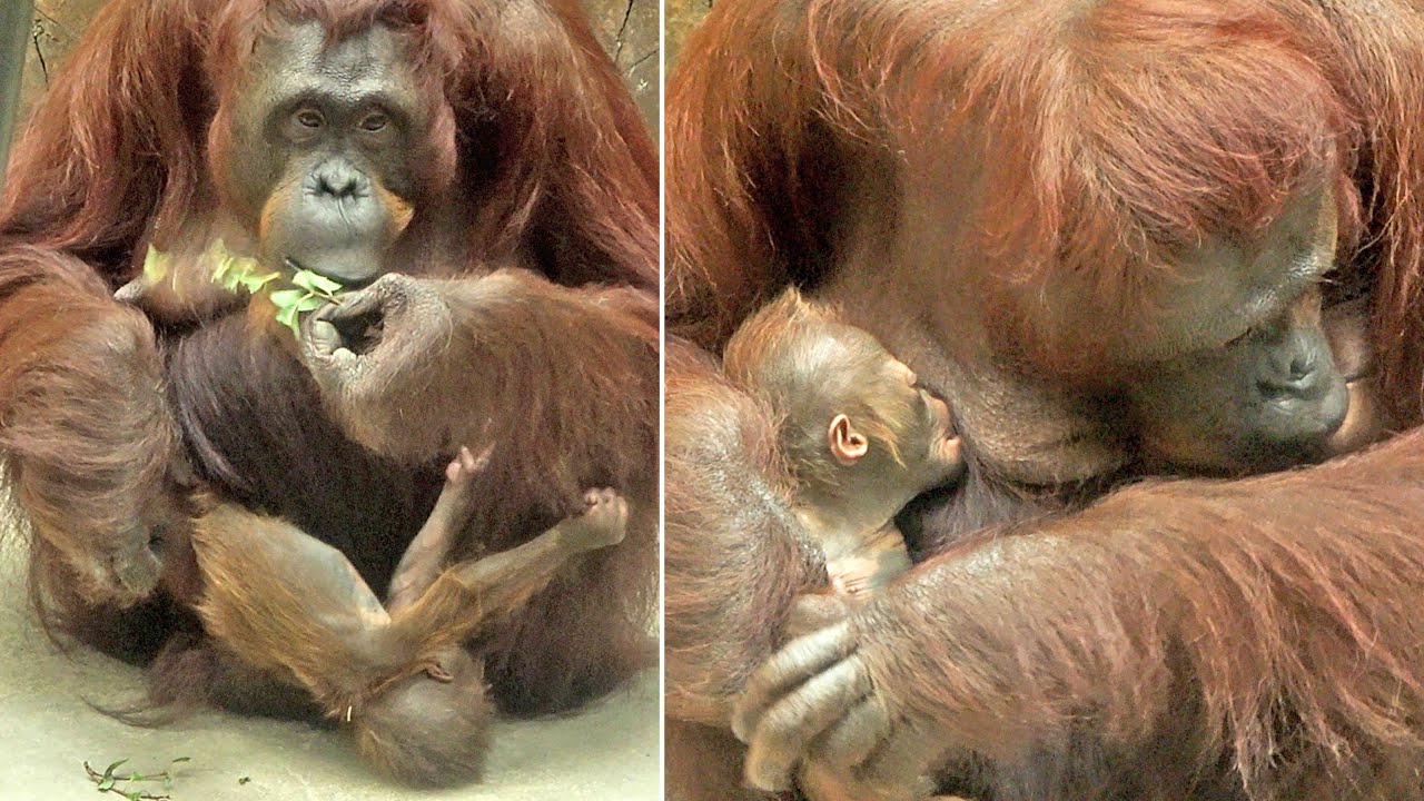 ユニークなキキママ24歳と生後31日のキーボー♂・オランウータン　2025/08/11