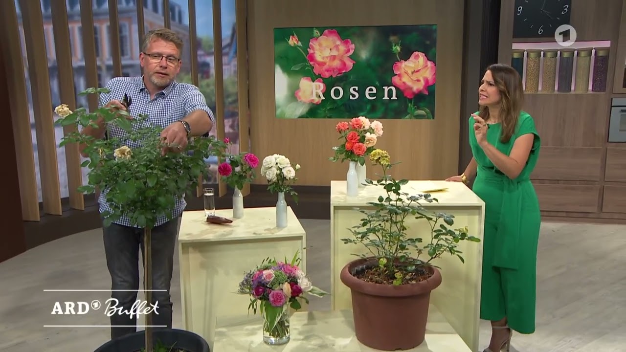 Rosenpflege im August