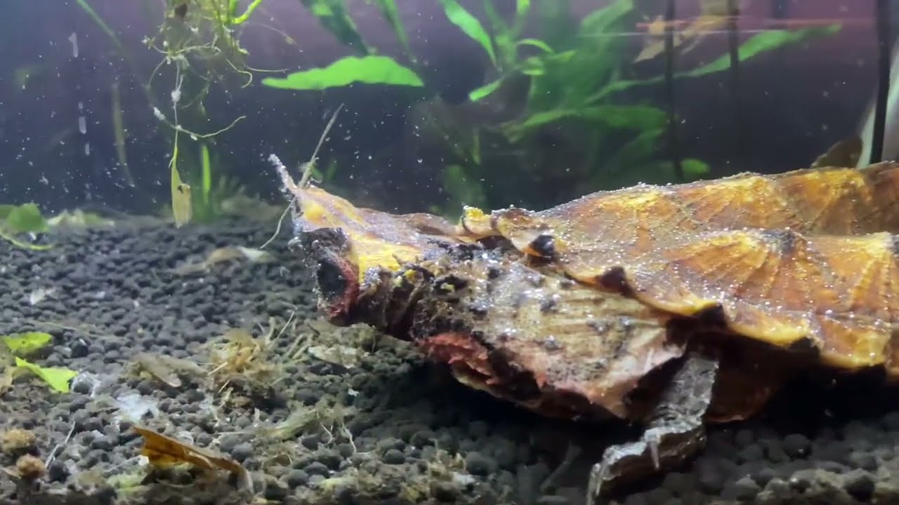 New Turtle Unboxing | Mata Mata Turtle