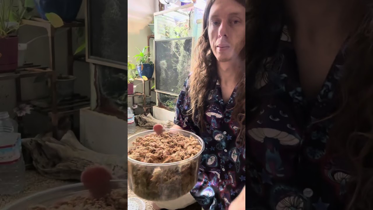 New Abronia species unboxing! 
