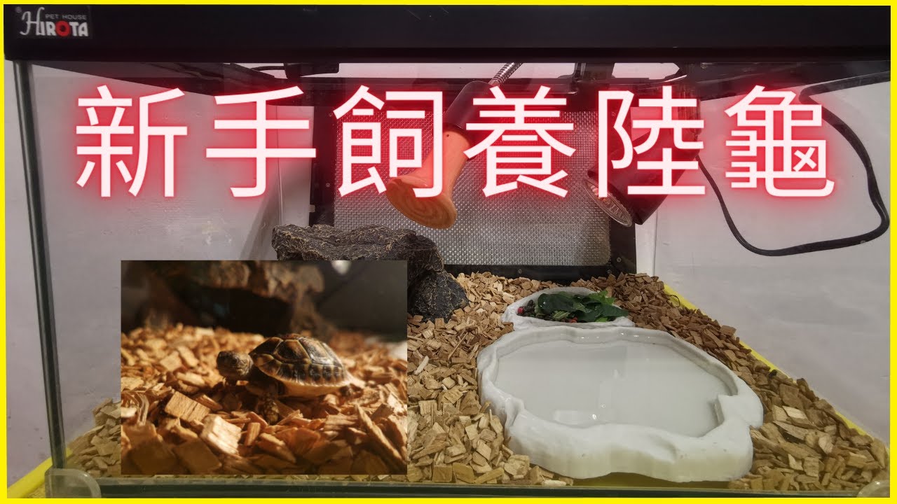 鹽巴養龜日記-新手挑戰陸龜飼養!!&赫曼到我家!! beginner breed Hermann's tortoise
