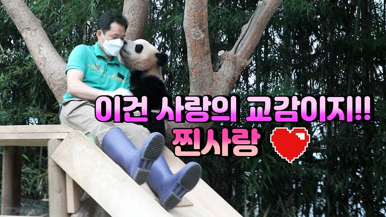 [에버랜드 푸바오]송바오와 푸바오의 사랑이 넘치는 교감, 그리고 시작된 퇴근전쟁!!
