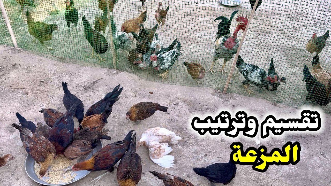 ترتيب المزرعة🐓طلعت الكتاكيت والفروجات يتشمسون🐥جمع البيض🥚
