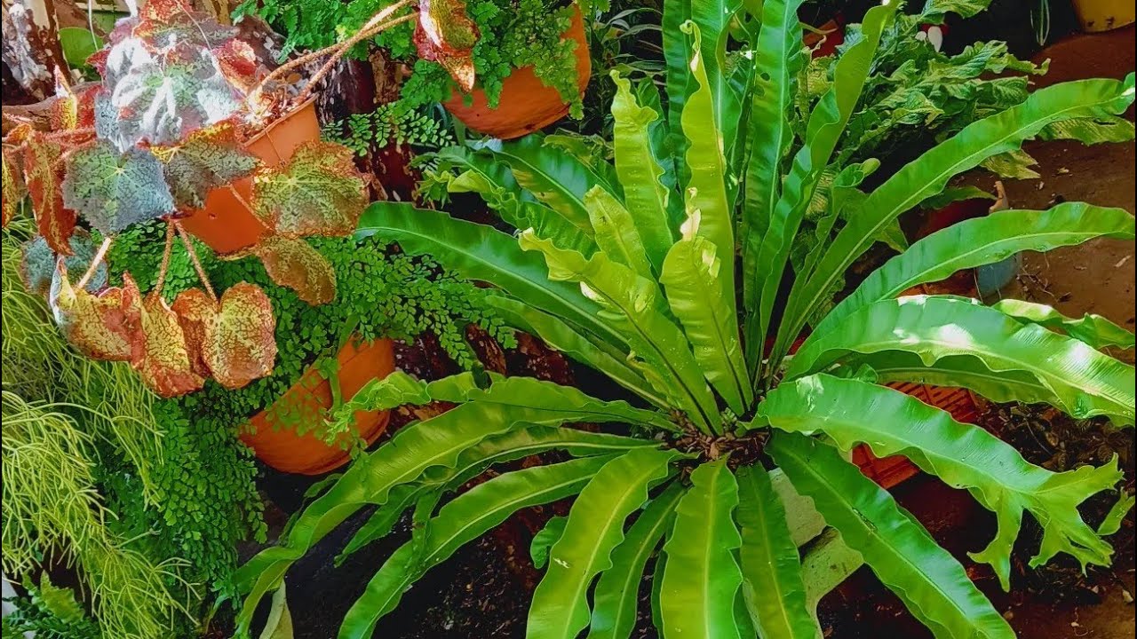 Um Passeio Pelos Vasos De Plantas Do Meu Quintal #part1