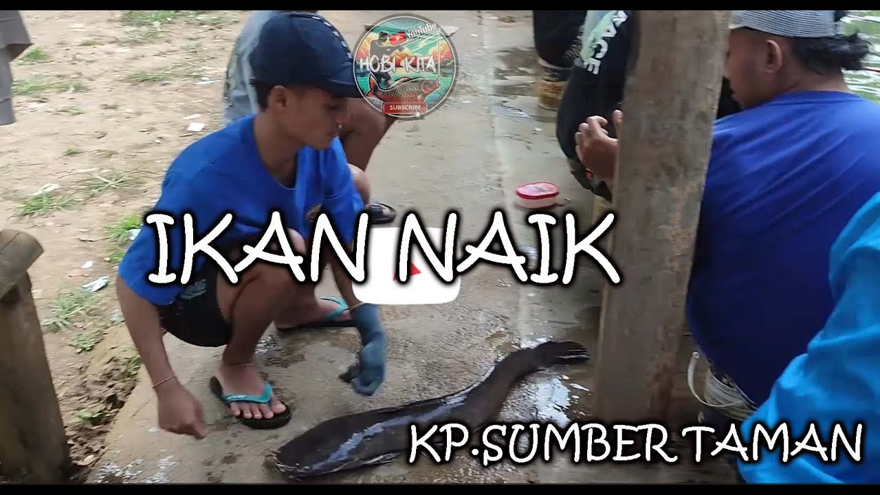 korban ikan terkait pancing di kp.sumber taman, brongkal - pagelaran