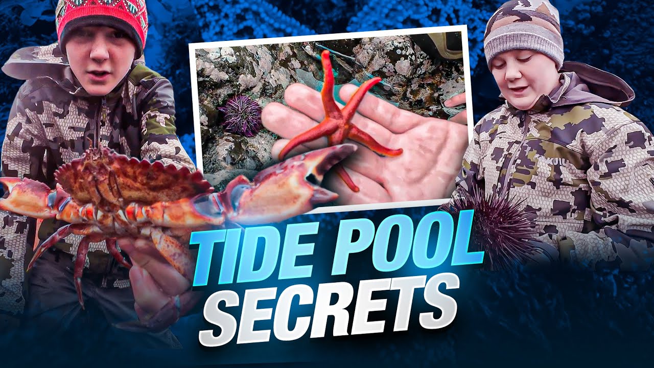 Tide Pool Creatures: Gumboot Chiton, Pacific Rock Crab, Sea Lemon & More