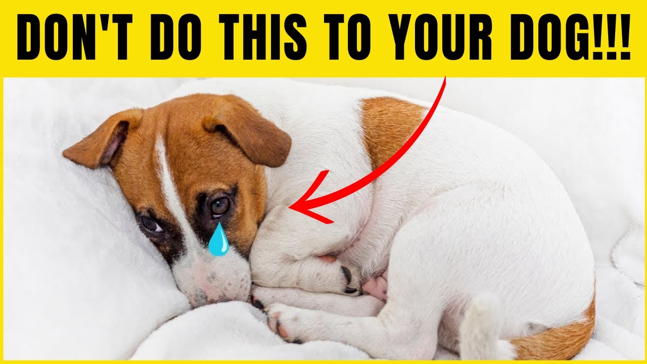 16 MISTAKES That Make Your DOG Think You DON'T LOVE THEM