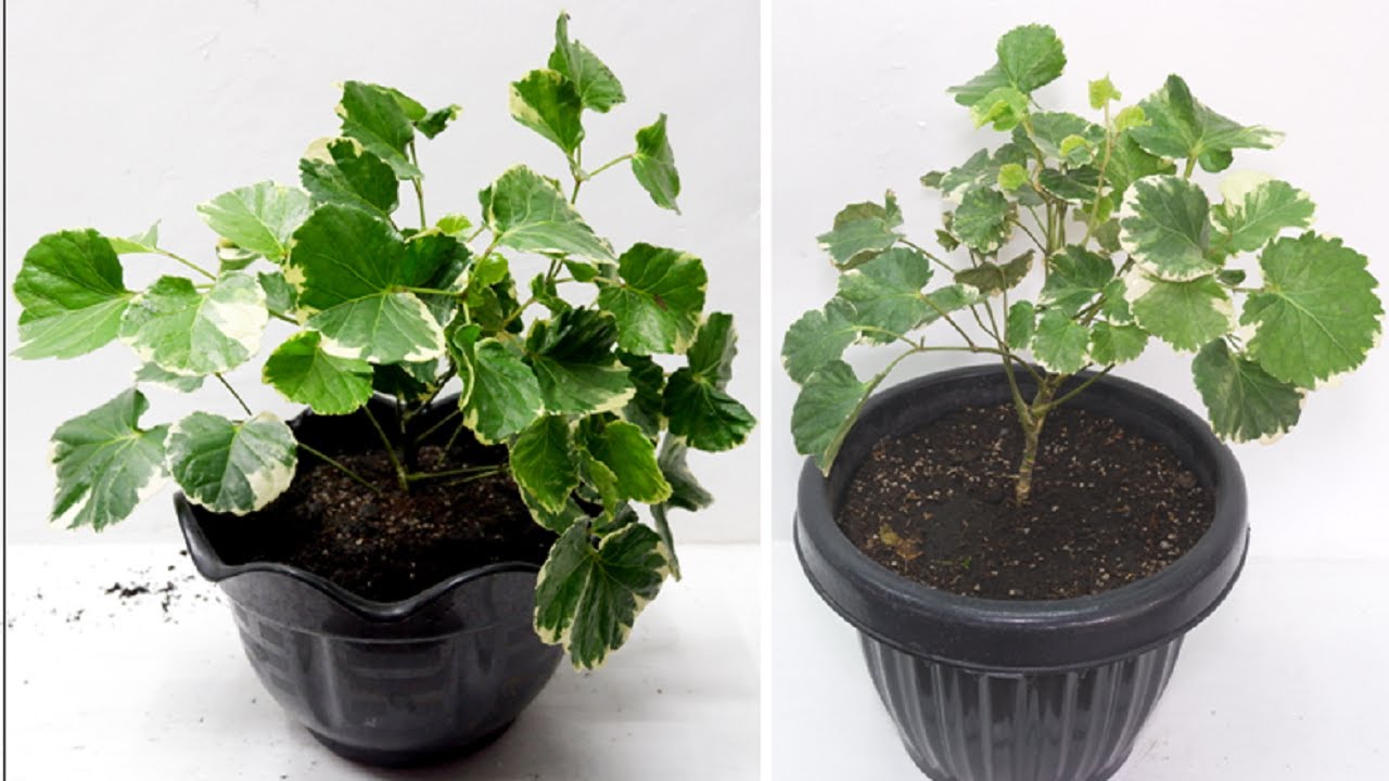 How to Grow and Care Polyscias Scutellaria Marginata