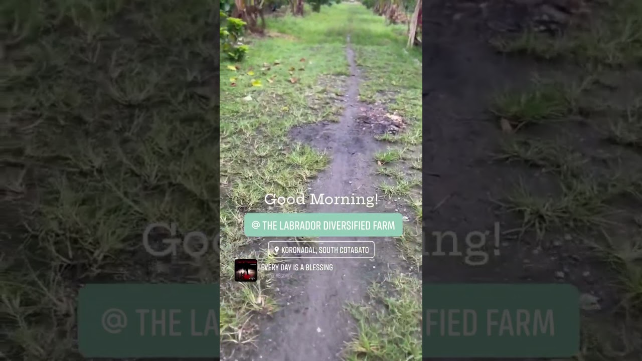 Morning bliss on the farm—coffee in hand, nature’s peace all around.