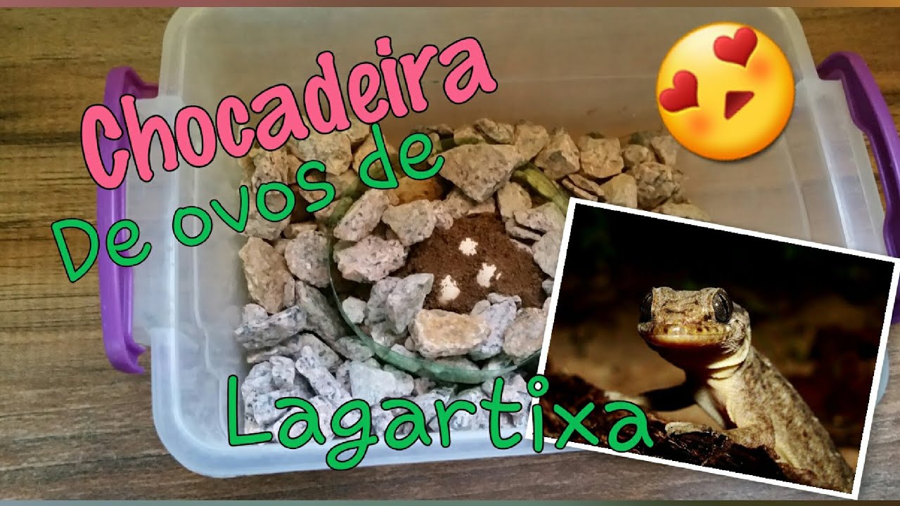CHOCADEIRA PARA OVOS DE LAGARTIXA/ encontramos ovos de lagartixa no quintal