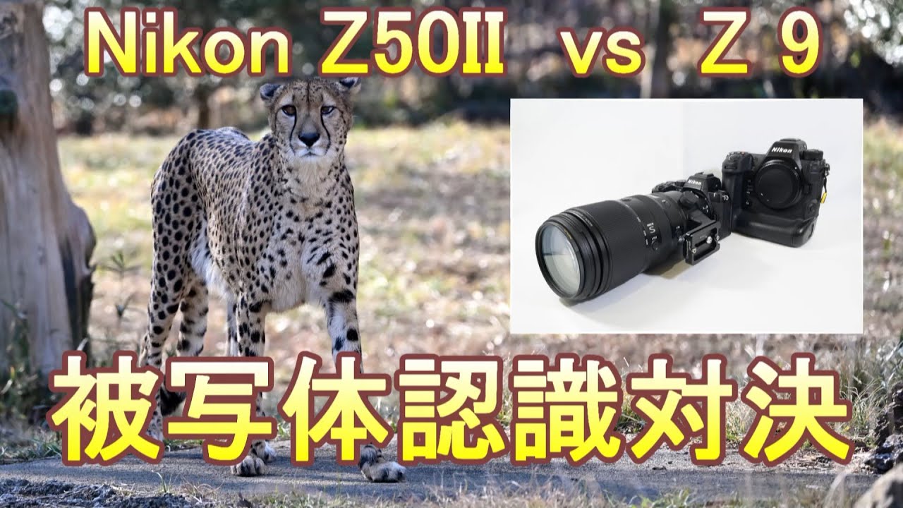 Nikon Z50II vs Z 9 被写体認識対決 動物園編（Eng Sub）