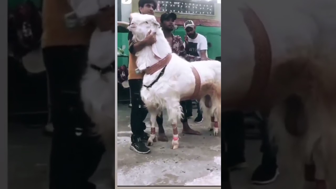 real hansa jamunapari #bakra #masaallah #jamunapari #bakraeid
