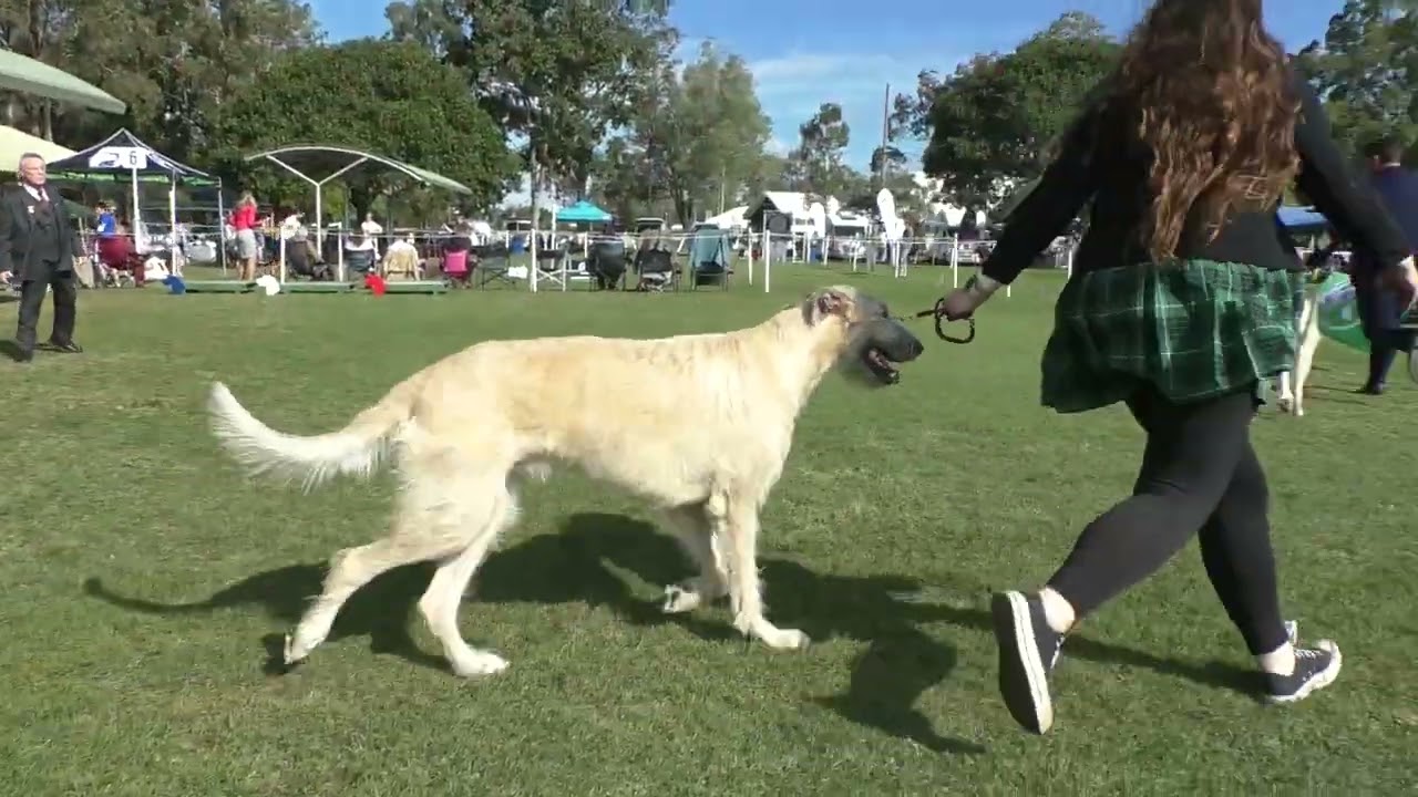 06Aug22 Irish Wolfhound Club Champ Show