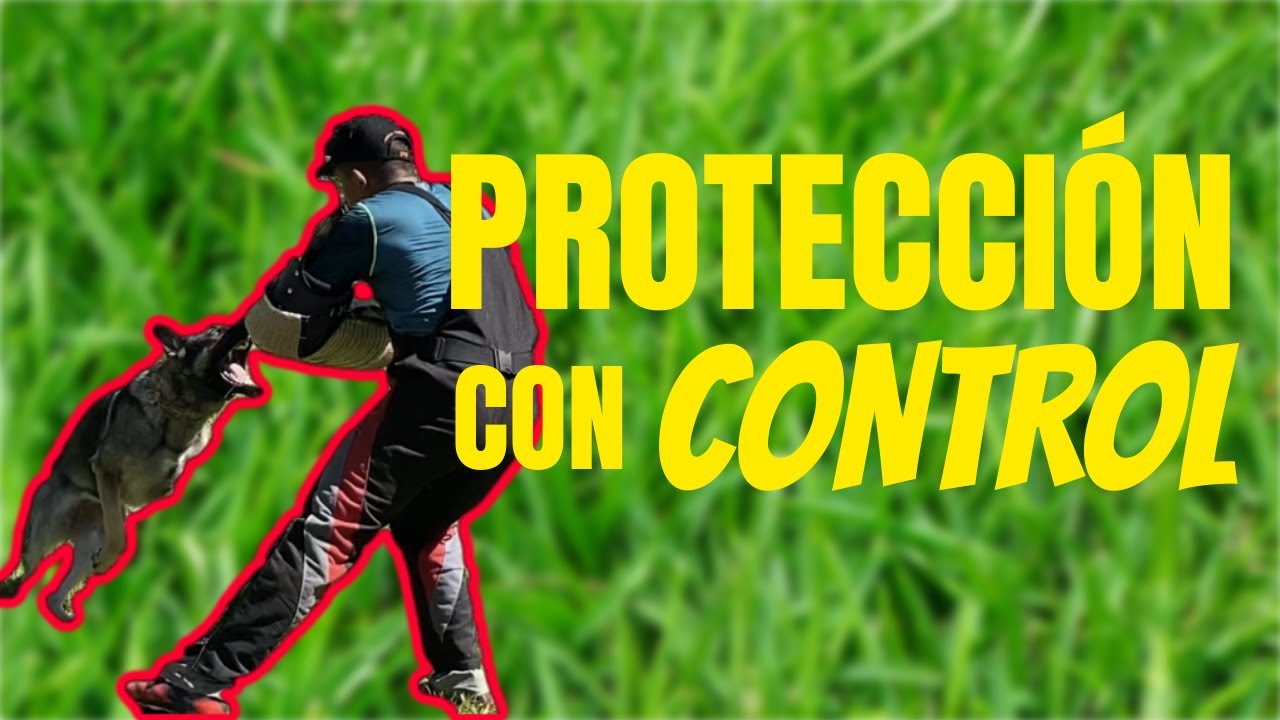 Obediencia en Protección. Mejorando Control con el Fuss.