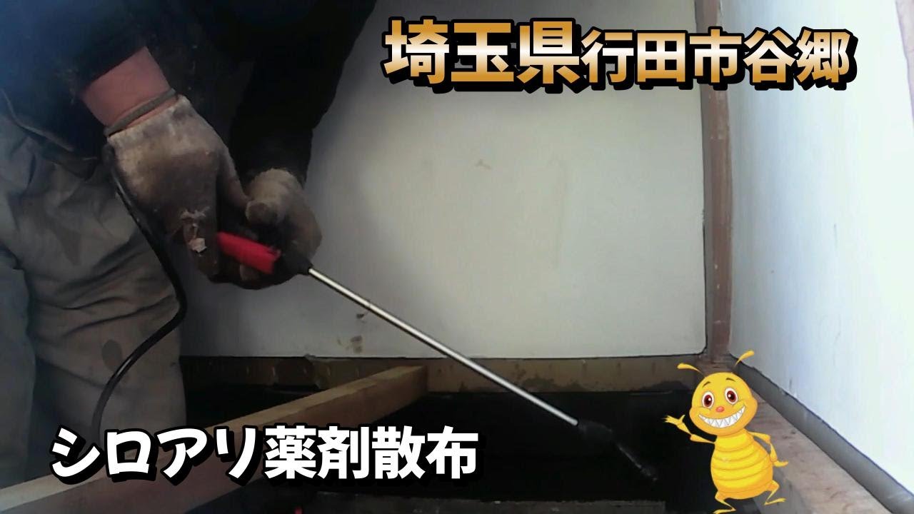 【シロアリ】羽アリが出たら読む!シロアリ初動マニュアル【2日目】