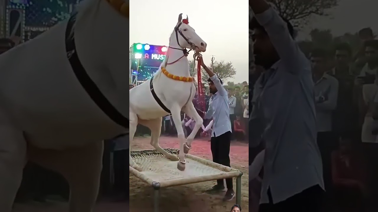 chunni mein👇👇#annu #shakya #horse #horselover #dance #horseriding #love #marwadi #animal #song #dj