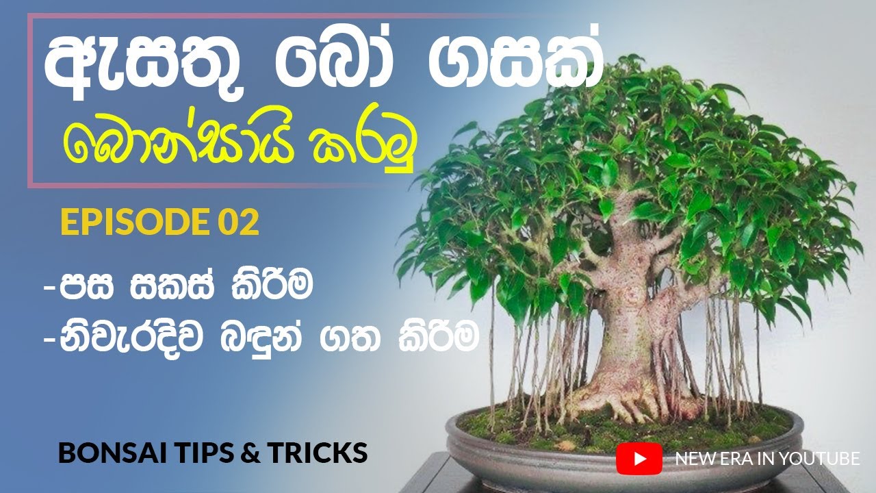 How To Make Bonsai Epi #02 | බොන්සායි පැළයක් සාදා ගනිමු | Nothing TV
