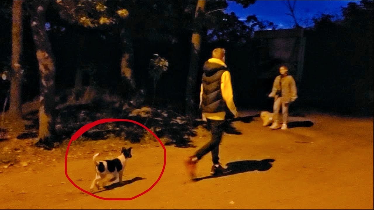 Abandoned Puppy Followed Strangers at Park... What Happened next will Melt your Heart