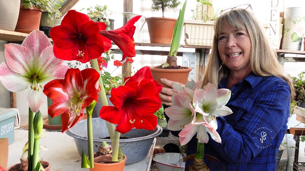 Planting Bargain Amaryllis Bulbs for Winter Blooms!