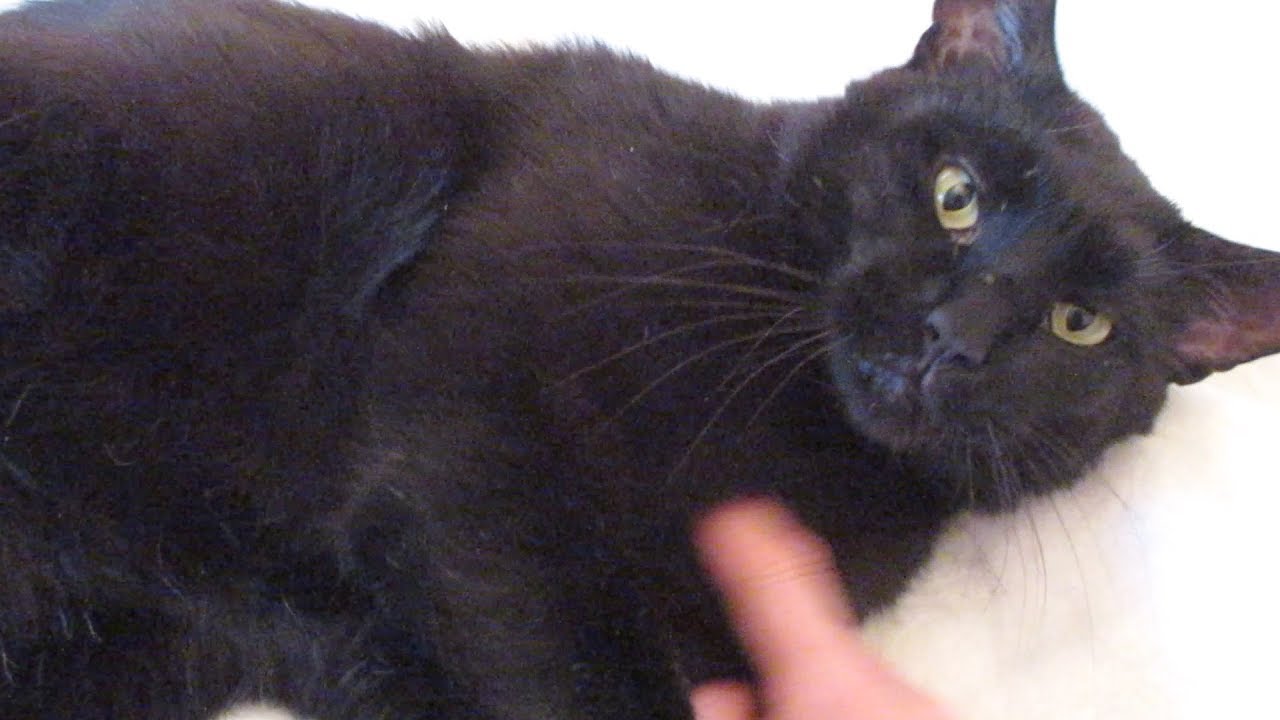 Boo Year 2 # 118 - Stella Broke My Camera, Cat Food Mukbang ASMR, Boo Got Pets And Brushed