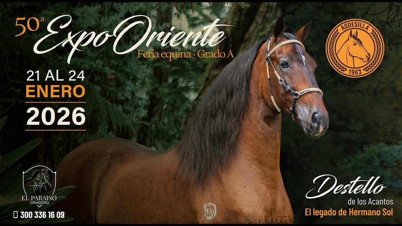 50 AÑOS EXPOORIENTE 2026 - DIA 3 - HEMBRAS DE TROCHA Y GALOPE / PASO FINO COLOMBIANO .