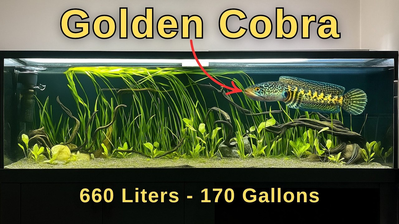 Epic Aquarium Setup for Future Monster Fish! Incredible Predator Tank!