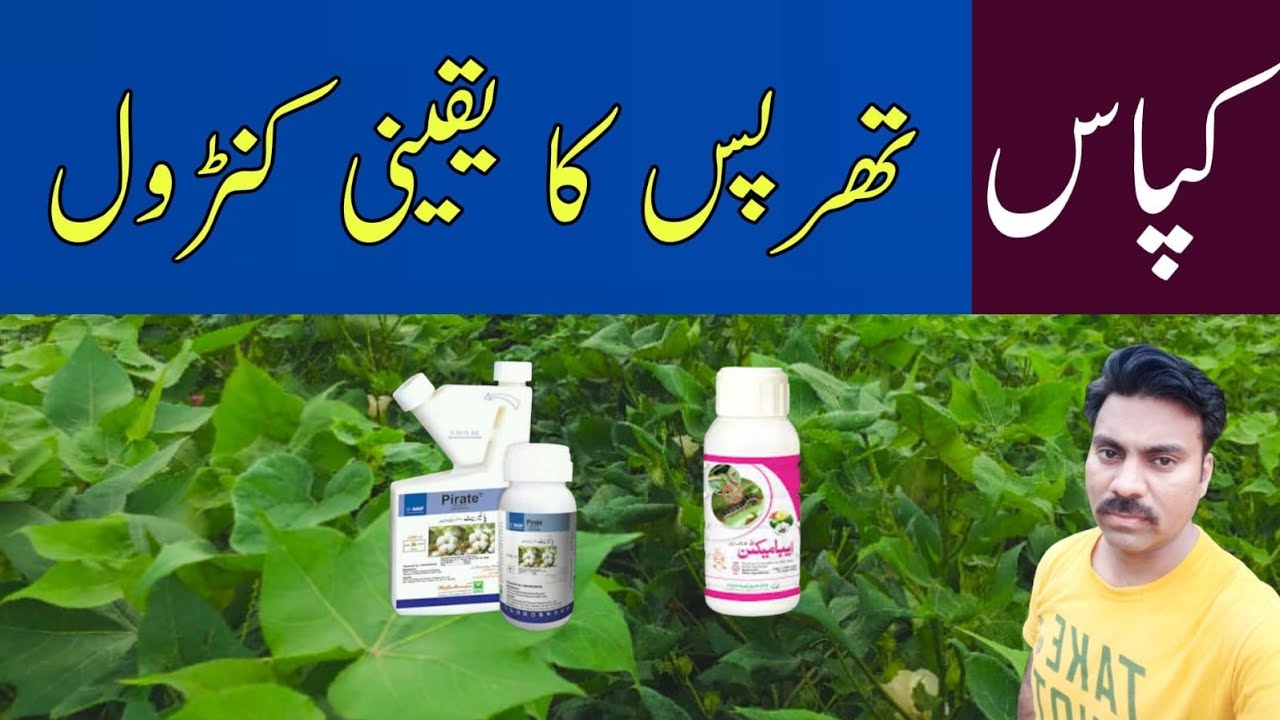 How to control thrips in cotton crop | Abid Ali Agrarian