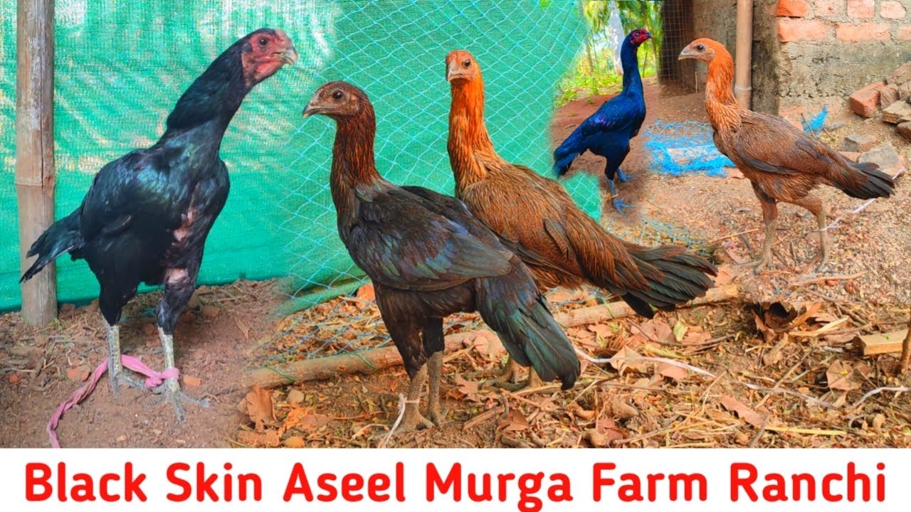 Farm Per Naye Black Skin or High Flyer Female Aa Gya || Ranchi Jharkhand Black Skin Chicks