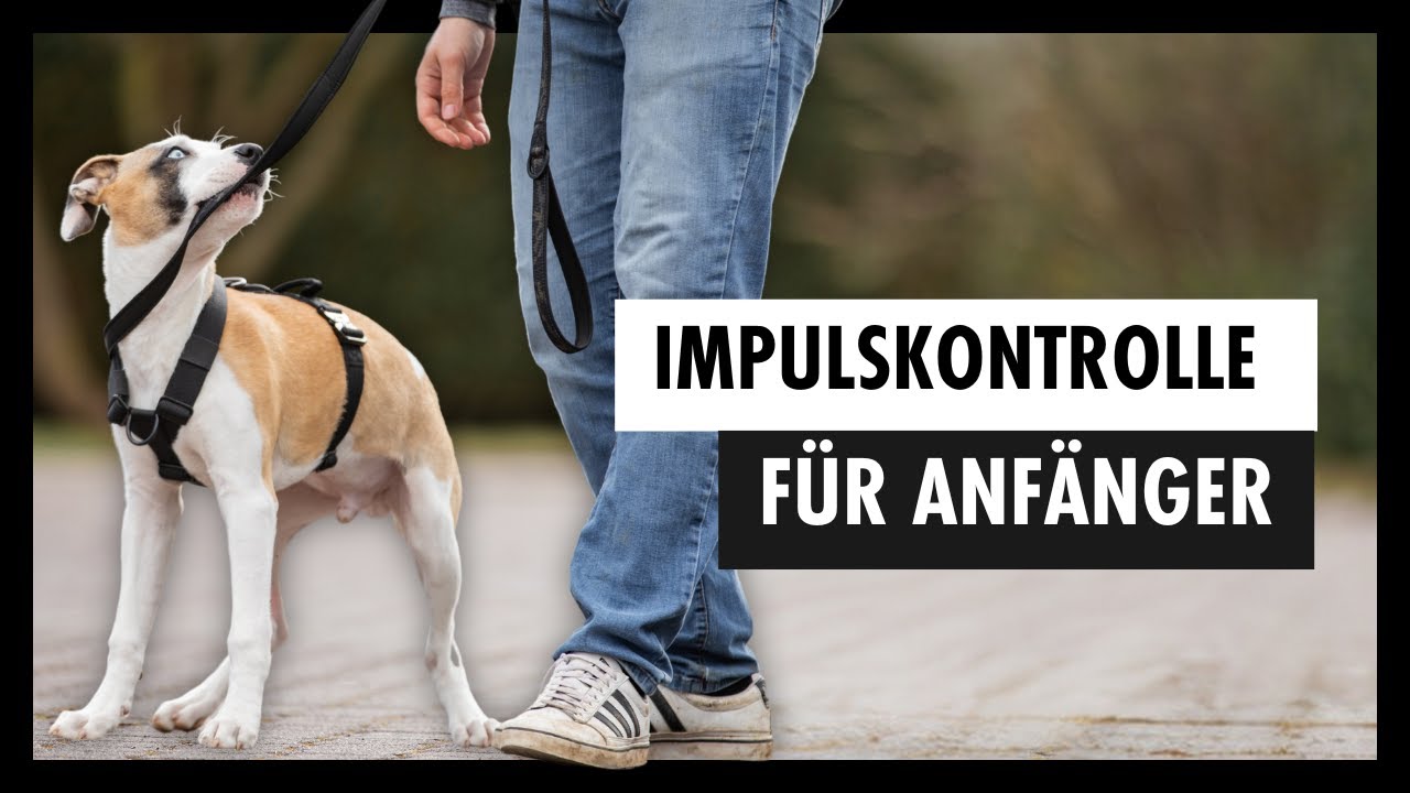 IMPULSKONTROLLE Beim Hund Für Anfänger  +  🆓 3 Trainingspläne Zum Download [Teil 2/4]