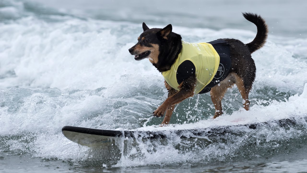 Meet The World's Gnarliest Surfing Dogs