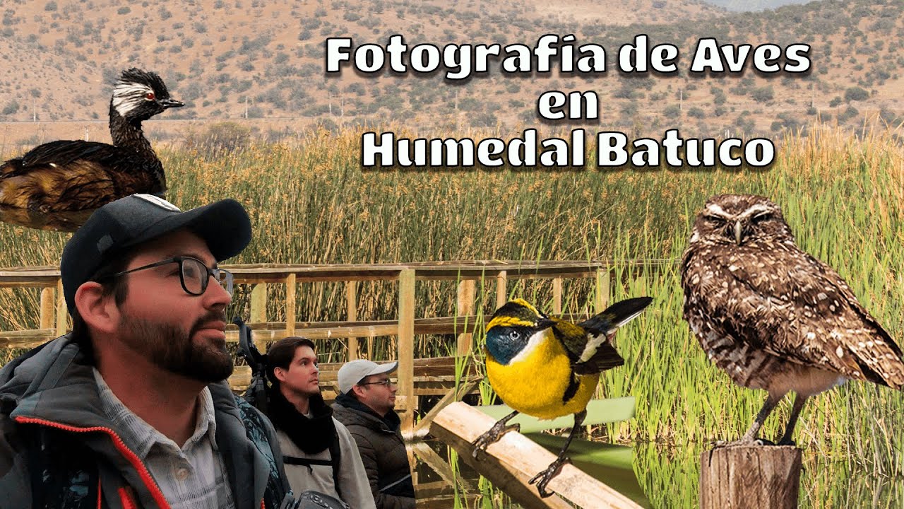 Fotografía de Aves en el Humedal Batuco | Santiago, Chile