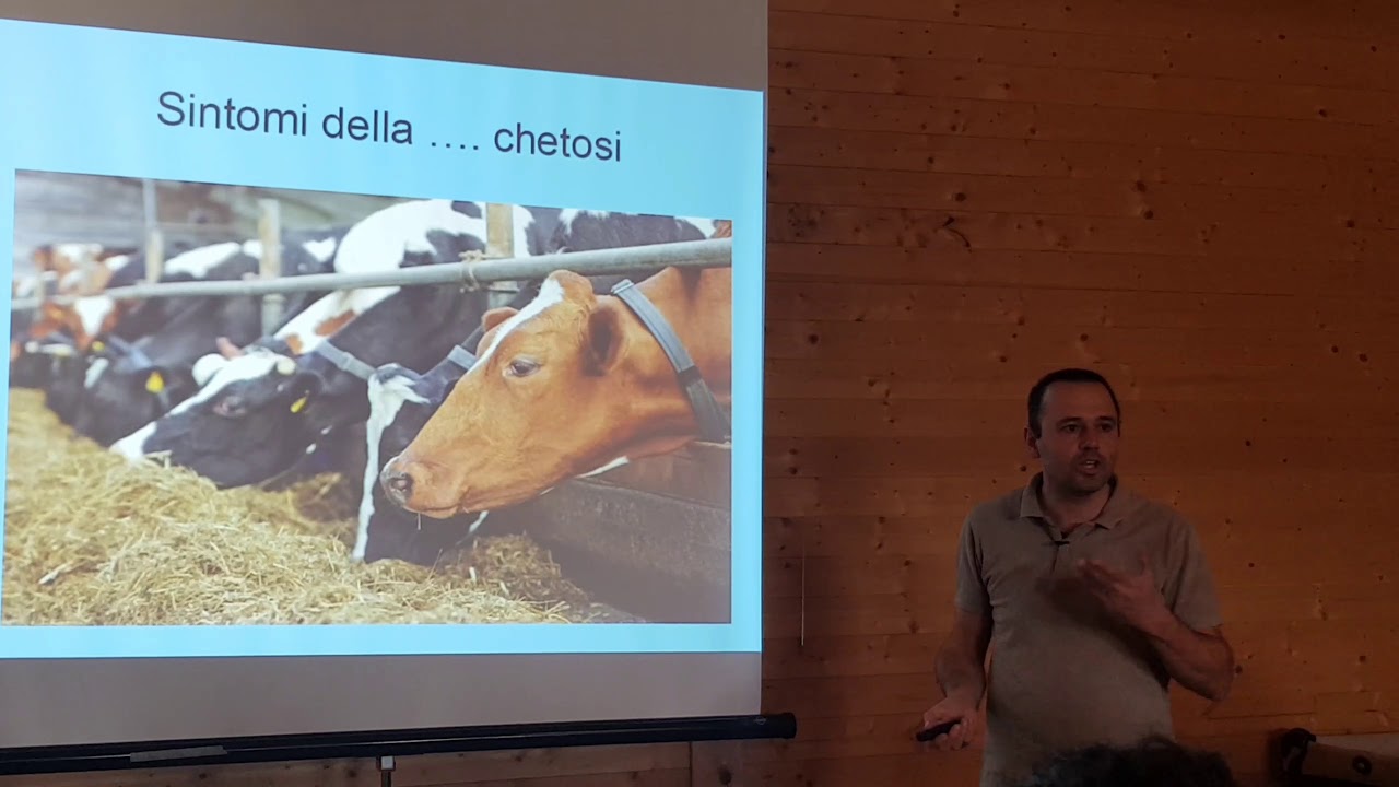 La CHETOSI 5/7 malattie metaboliche della bovina da latte