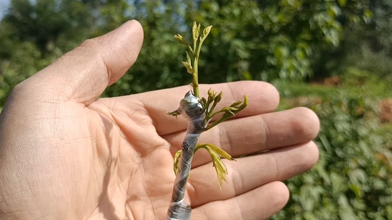 荔枝嫁接成活，嫩芽初绽展希望