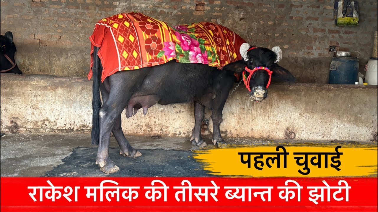 ♦️राकेश मलिक की तीसरे ब्यान्त की झोटी-पहली चुवाई .गांव-शामलो कलां! राकेश मलिक-9466567640.