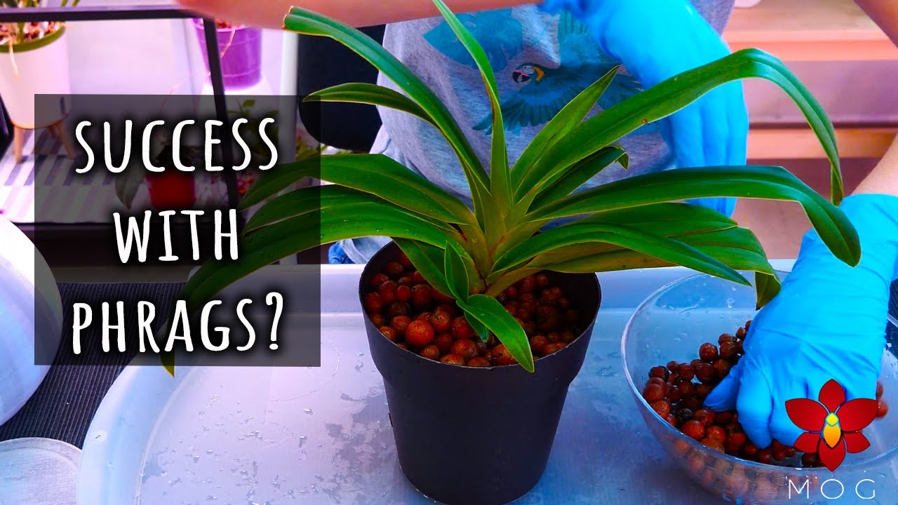 The 'Super Self Watering' Setup 🤯 Trying to grow Phragmipedium Orchids.. again
