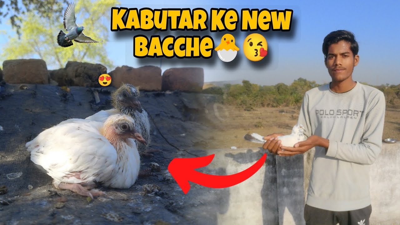Kabutar Ke New Bacche 🐣😘 ll itne Bade Ho Gaye🕊️🥰 ll