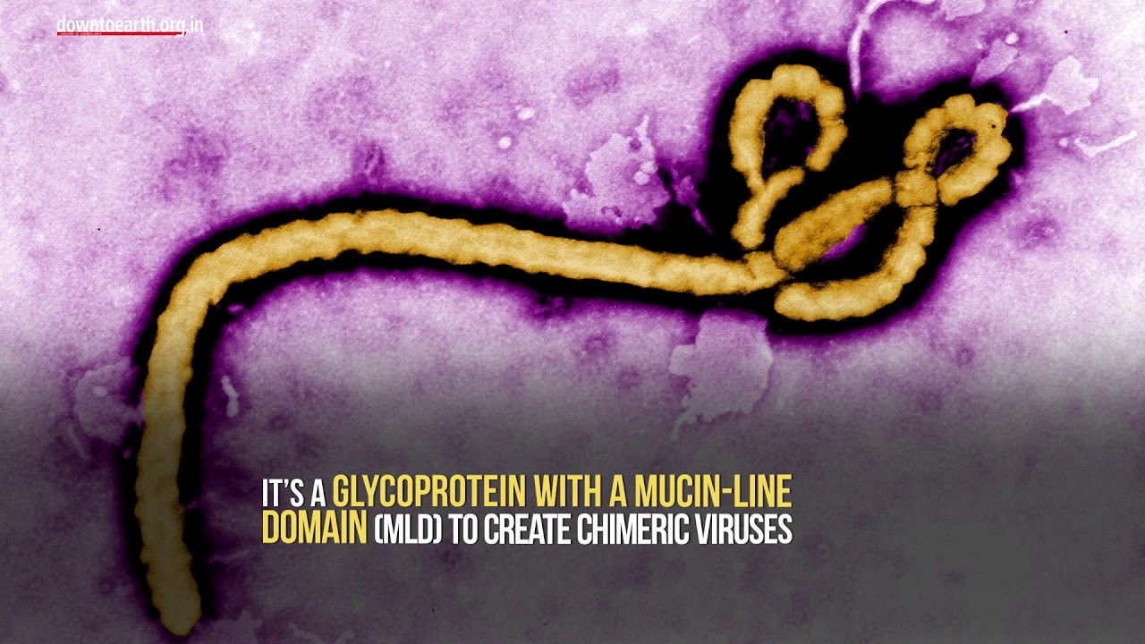 Scientists using Ebola virus to fight brain tumours