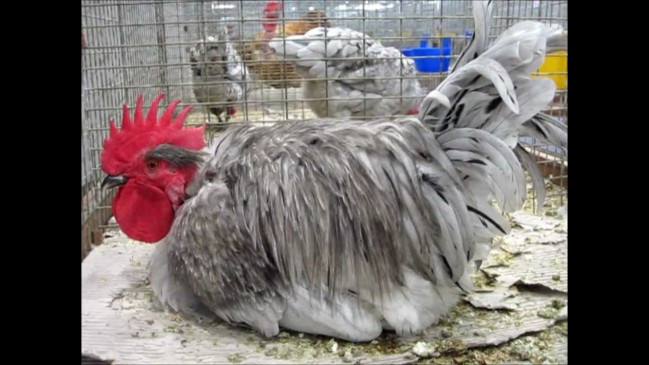 Nackthalshuhn blau ges&auml;umt, Europaschau Leipzig 2012