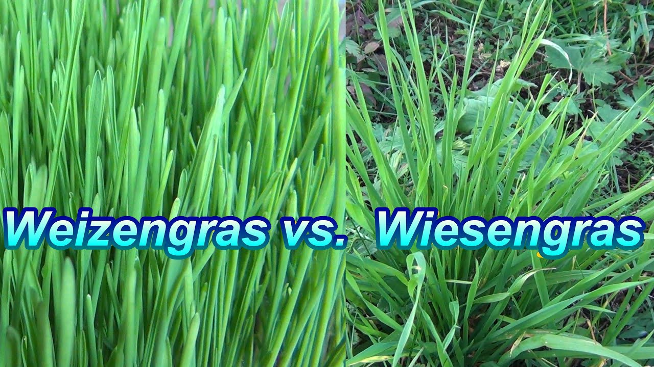 Ich bei&szlig;e ins Gras: Wiesengras vs. Weizengras im besten Slow Juicer f&uuml;r Gras. Konsumiert Gras-S&auml;fte!