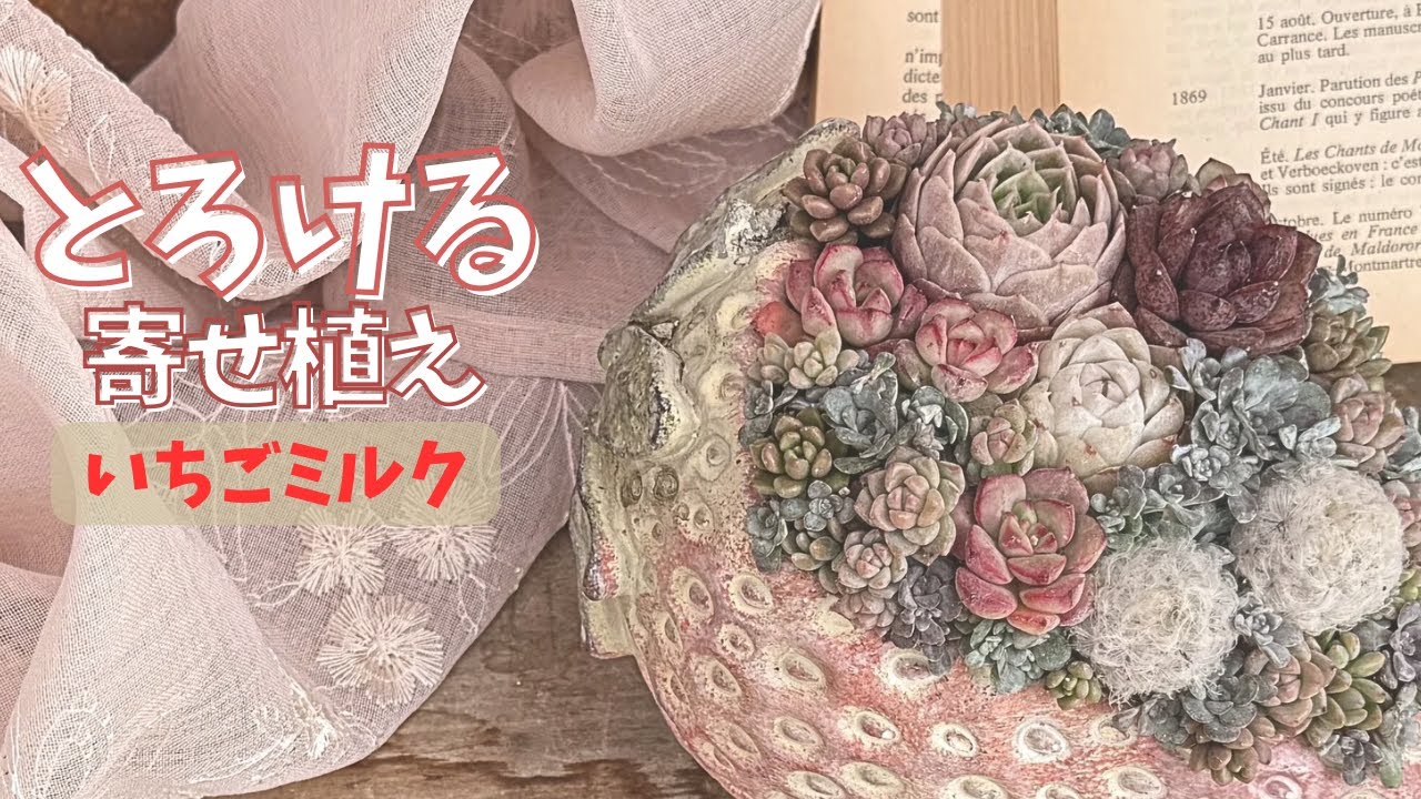 色の配置を意識してつくる とろける多肉寄せ植え｜いちごミルク鉢