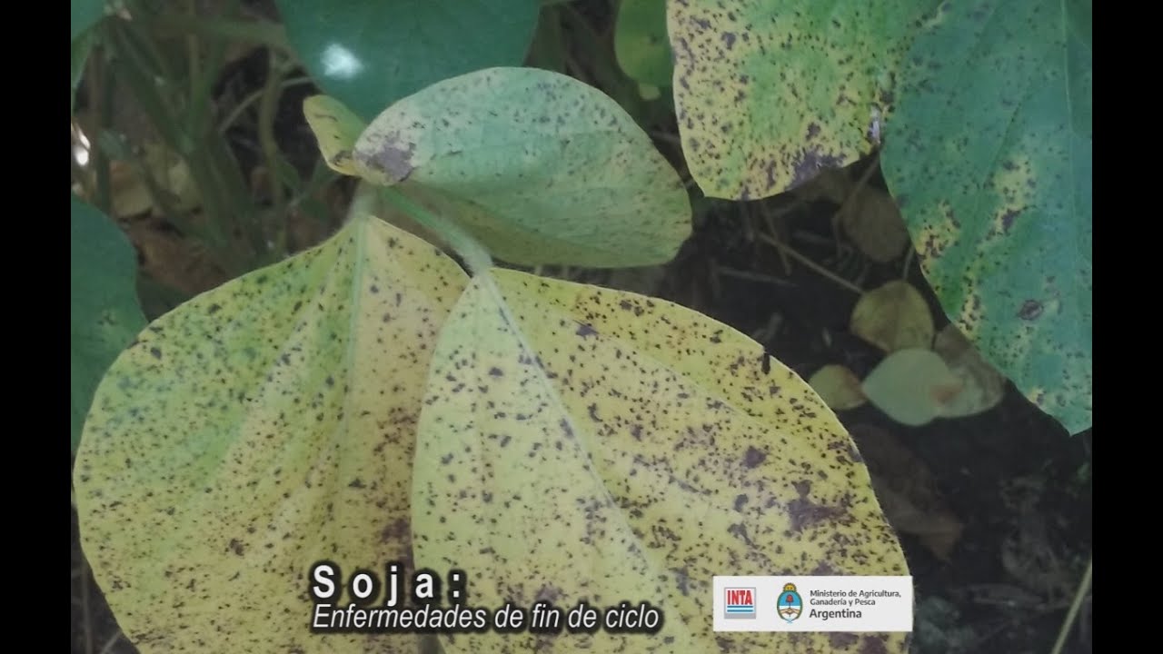 Soja: Enfermedades de fin de ciclo