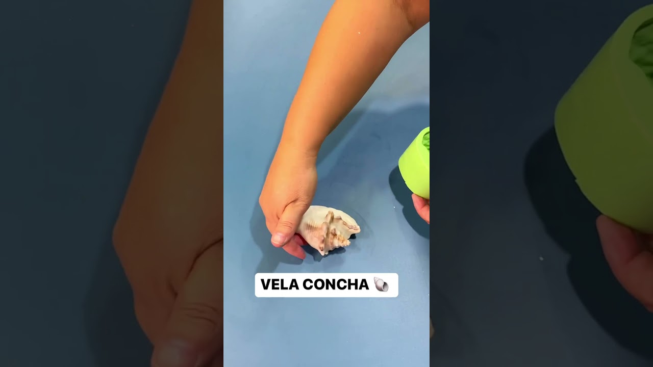 ✨VELA CONCHA✨