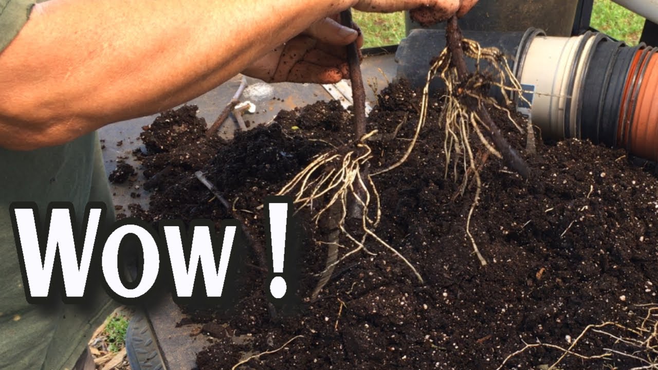 PROPAGATING GRAPES - LOOK AT THESE RESULTS - And A MULBERRY CUTTINGS UPDATE