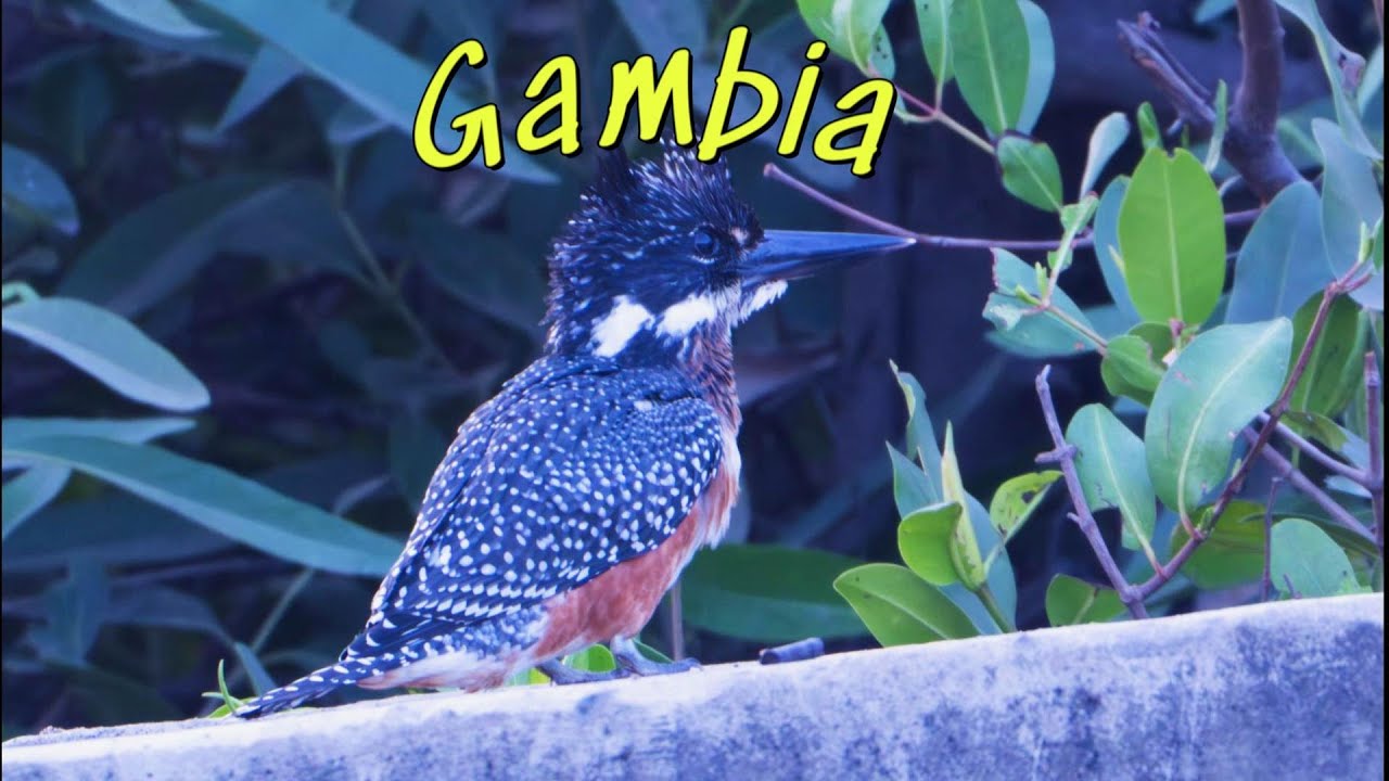 Birding in Gambia 2025 - up the creek