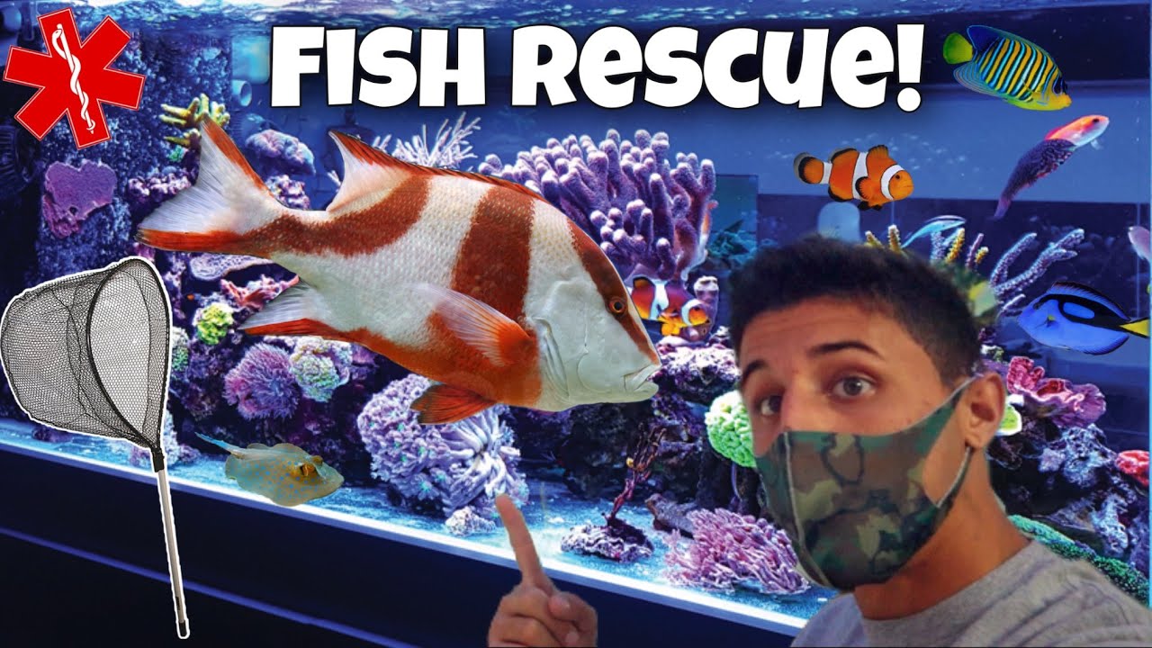 RESCUING MASSIVE SALTWATER FISH From OUTGROWN AQUARIUM!!