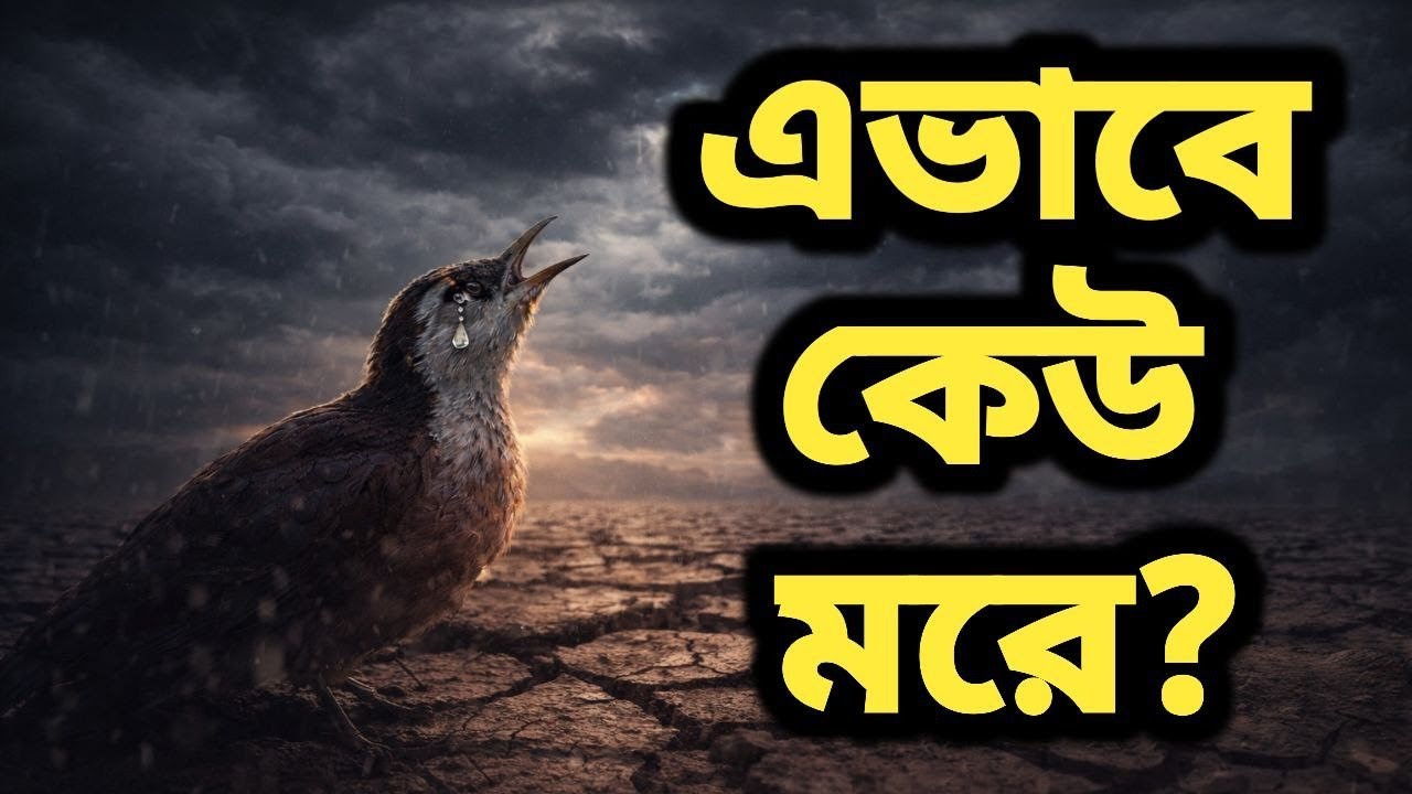 এভাবে কেউ মরে? | চাতক পাখির শেষ কান্না চোখ ভিজিয়ে দেবে 😢  Bangla Motivational Video 